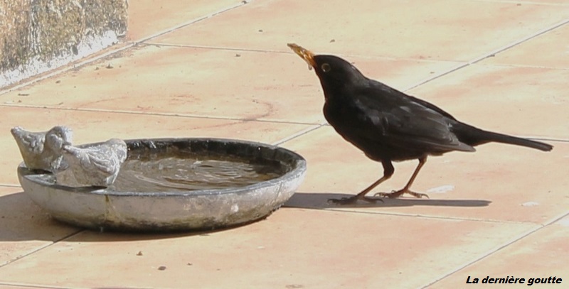 La dernière goutte