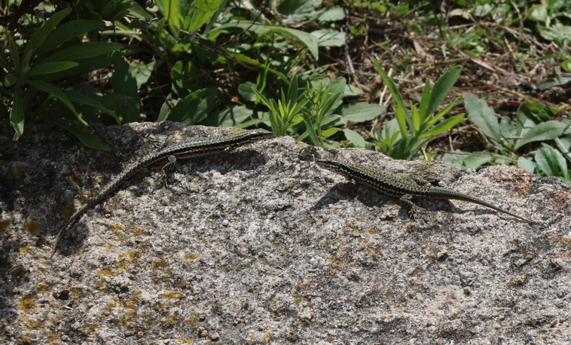 Helene Bonneville lézards face à face